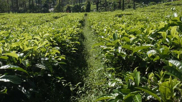 A scenic horizontal footage moving forward through a narrow field track, surrounded by lush green tea crop bushes and forest trees under bright morning sunlight.