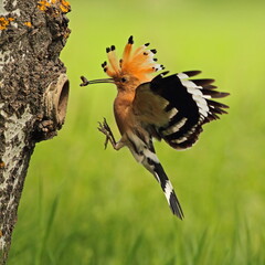 Common hoopoe landing at nest hole in tree trunk with wildlife woodland outdoors ornithology behavior ©  SobuzForge