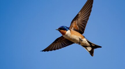 Fototapeta premium Barn swallow bird flies in bright blue sky. It has colorful feathers and a forked tail. Wing is spread wide showing intricate patterns. Bird glides in clear sky.