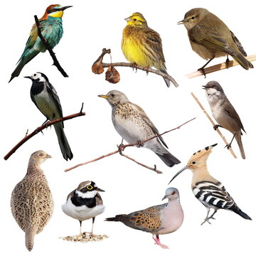 Collage collection of various european songbirds and wild birds on white background with nature study
