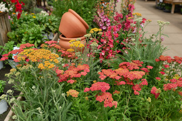 Blooming yarrow flowers in shades of red, pink, yellow and cream displayed at a garden center with terracotta pots in the background. Colorful ornamental plants create an attractive gardening © Ekaterina
