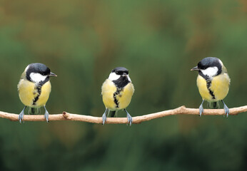 Three great tits perched in a row on a thin twig against a soft green background with wildlife, background © AssetForge Studio