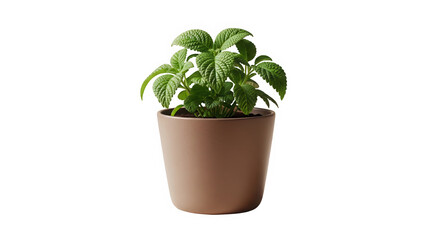 Fototapeta premium A small green bonsai tree in a brown ceramic pot isolated on transparent background