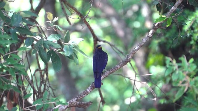 Asian Koel Perched on Tree Branch in Forest Habitat