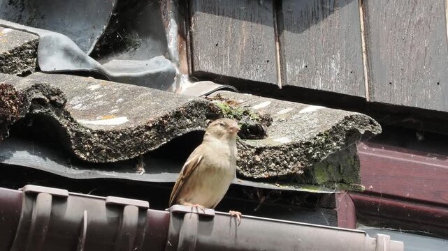House sparrow on the roof checking surroundings before squabbling with another sparrow.