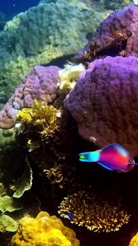 Colorful tropical fish swim among diverse coral formations, showcasing the rich biodiversity of an underwater ecosystem. Suitable for marine biology studies or travel content.