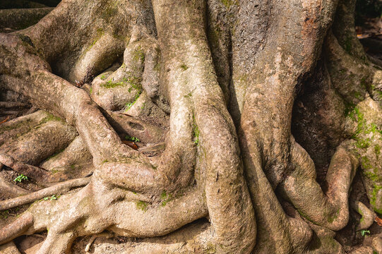 Natural texture background with tree roots