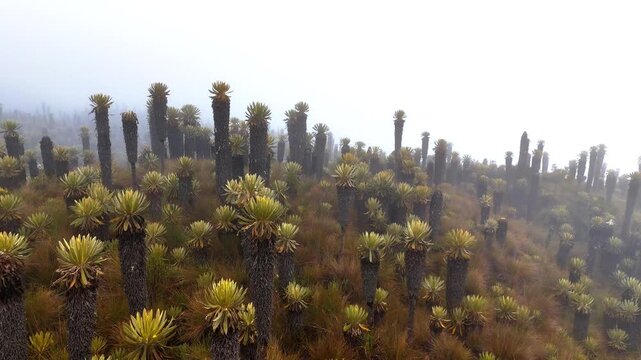 Close up low forward drone flight over misty frailejones forest on Andean volcano slope near Murillo, Colombia. Unique flowering cacti looking plants in fog, cinematic landscape.