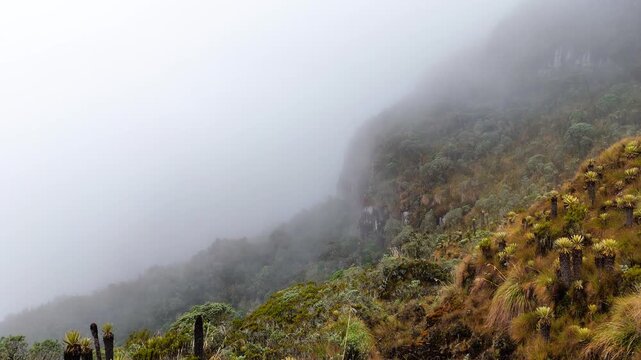 Forward drone flight over misty Andean volcano slope near Murillo, Colombia. Frailejones, flowering cacti looking plants in fog, cinematic landscape.