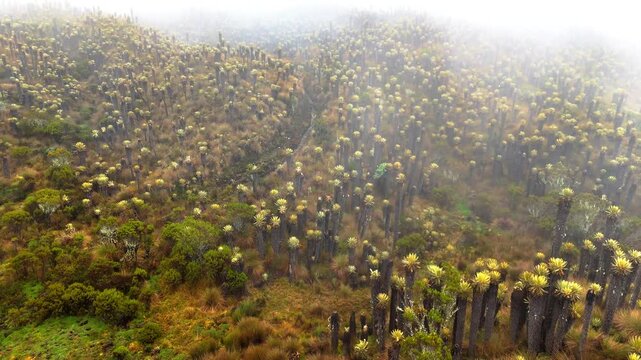 Low forward drone flight over misty frailejones forest on Andean volcano slope near Murillo, Colombia. Landscape of flowering cacti looking plants in fog, cinematic.