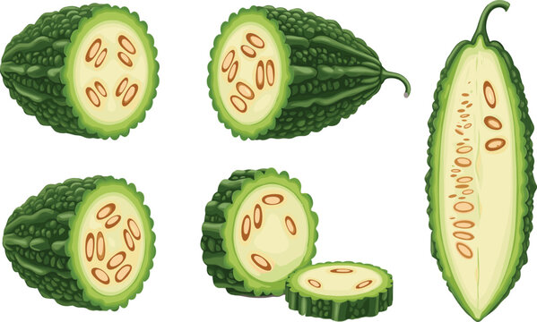 Fresh Green Bitter Gourd Melon Vector Set with Halved Cross Sections and Longitudinal Slices for Healthy Culinary Ingredients and Asian Vegetable Recipe Designs