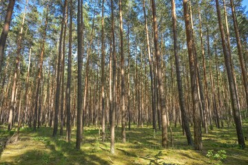 Fototapeta premium Kiefernwald bei Ruhlsdorf, Marienwerder, Landkreis Barnim, Brandenburg, Deutschland