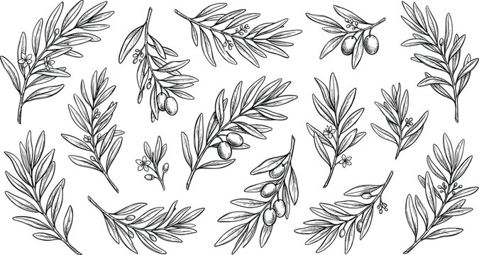 Vintage hand drawn olive branch vector illustration set with green leaves fruits flowers sketch line art for product label packaging design isolated on background
