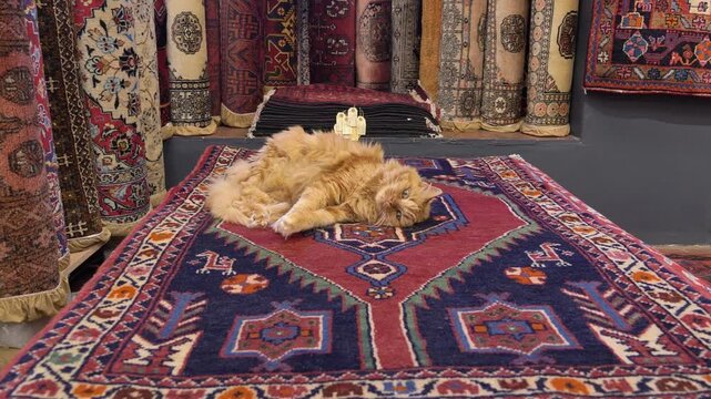An adorable ginger cat lounges serenely on an intricately patterned and colourful Persian rug, its soft fur glowing in the shop&rsquo;s warm light, surrounded by a collection of rolled carpets.