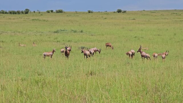 Group of majestic topi antelopes standing in African grassland on safari