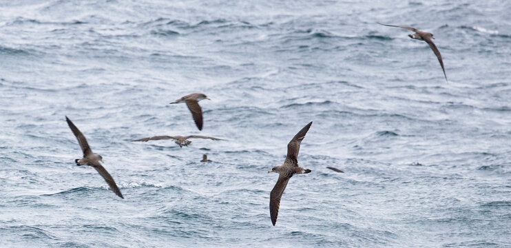 Cory's Shearwaters