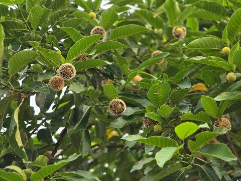 Close-up view of a blooming Burflower (Neolamarckia cadamba), also known as the Kadam or Kadamba flower. The image showcases its distinctive spherical yellow-orange flower head, making it an excellent