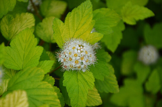 Physocarpus opulifolius blooming bushy plant with clusters of delicate white flowers and green-gold leaves . Growing ornamental ninebark shrub. 