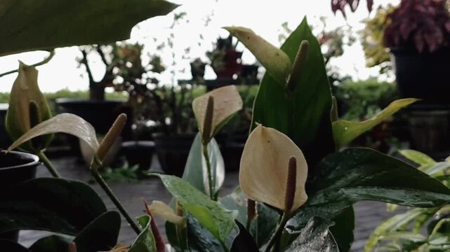 Anthurium flowers after rain in garden