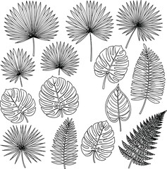 Decorative exotic leaf collection with etched line detail, tropical © Rajna