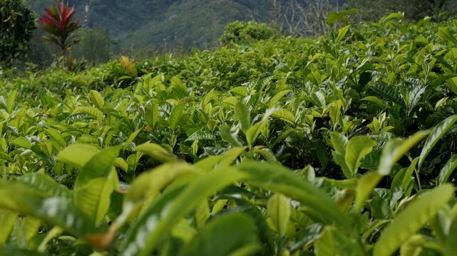 A smooth horizontal footage panning right across a lush green tea field, capturing fresh agricultural crops and young sprouts swaying under a gentle morning breeze in a scenic garden.