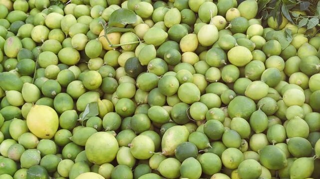 green lemon, Close up of a bunch Green lemons on tree.Thai green lemon tree in the garden.Green juicy lemons are laid out on the counter in the store. Healthy eating.