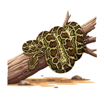 African Rock Python Coiled on Trunk