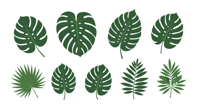 Comprehensive set of diverse tropical plant leaves including various monstera deliciosa and palm fronds in a deep green vector style.
