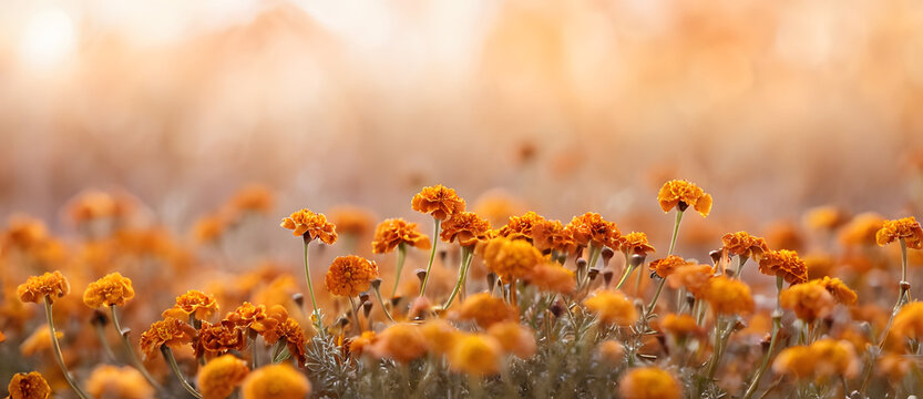 Dreamy Autumnal Marigold Field in Warm Hazy Golden Sunlight