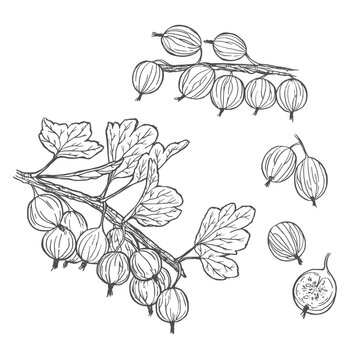 Hand drawn gooseberry branch and berries sketch vector illustration