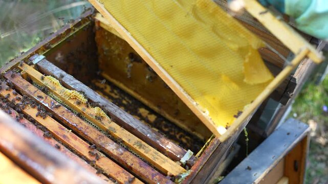Professional beekeeper working with a Langstroth hive, installing a new frame for honey production
