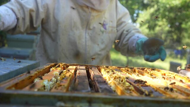 Beekeeper in a protective suit using a smoker to calm bees while inspecting honeycomb frames