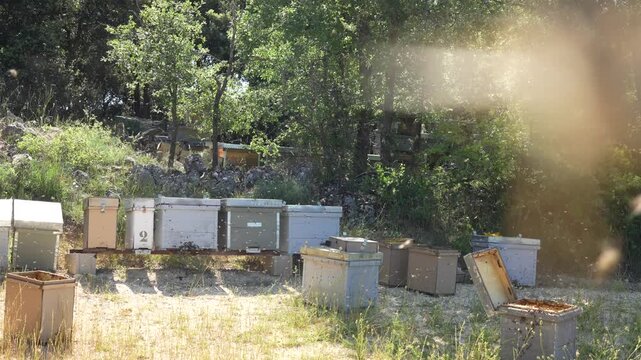 Beekeeper working with bee smoker on a bee farm with beehives surrounded by sainfoin flowers