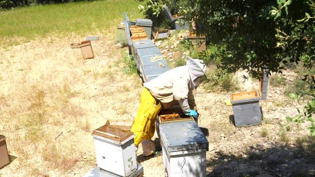 Professional beekeeper checking beehives and collecting honey from a honeycomb frame in an apiary