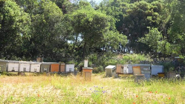 Beekeeper working with honeycombs and bees in an apiary on a sunny day in a blooming field