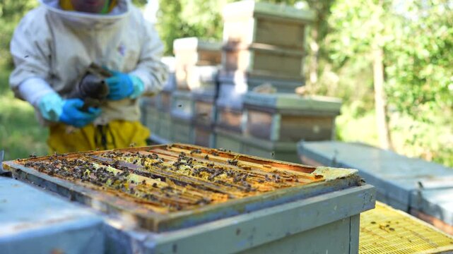 Professional apiarist in a protective suit using a bee smoker while working on a beehive