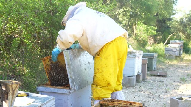 Professional beekeeper checking a honeycomb frame from a wooden beehive at the apiary