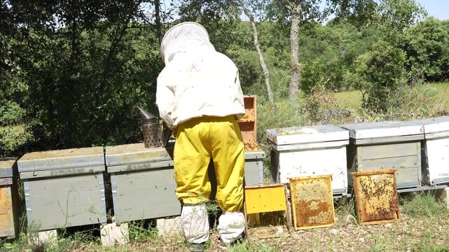 Professional apiarist working with bee smoker and pulling honeycomb frames from a hive in an apiary