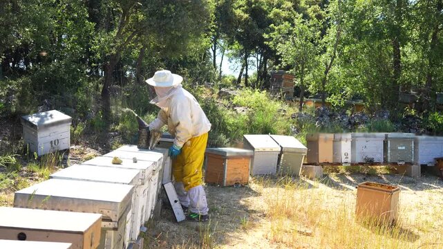 Professional beekeeper checking beehives and handling frames in a sunny rural apiary