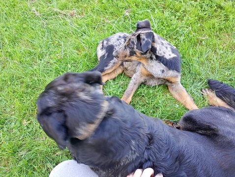 Chiot beauceron arlequin 2 mois et demi