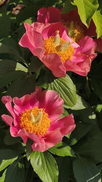 Vertical 4K slow motion footage of blooming pink peony flowers (Paeonia) with vibrant petals, yellow stamens and green foliage. Ideal for beauty advertising, luxury branding, wellness content 