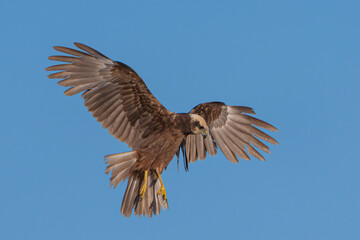 Obraz premium Western marsh harrier in flight