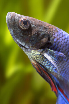 Close up portrait of a blue and black siamese fighting fish in an aquarium, among plants