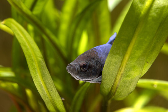 Close up portrait of a blue and black siamese fighting fish in an aquarium, among plants