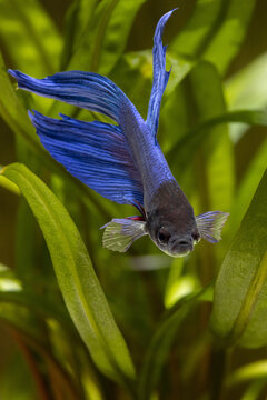 Blue and black siamese fighting fish in an aquarium among plants