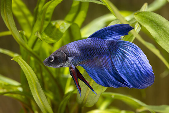 Blue and black siamese fighting fish in an aquarium among plants