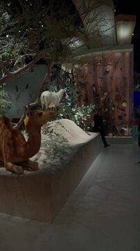 Abu Dhabi, UAE, May 5, 2026 : Taxidermy Camel, Horse and Bird Collection Display at the Natural History Museum Abu Dhabi, UAE