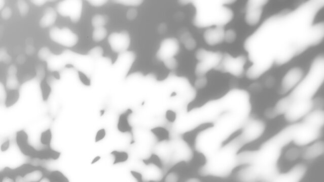 The shadow of a tree sways on a transparent background