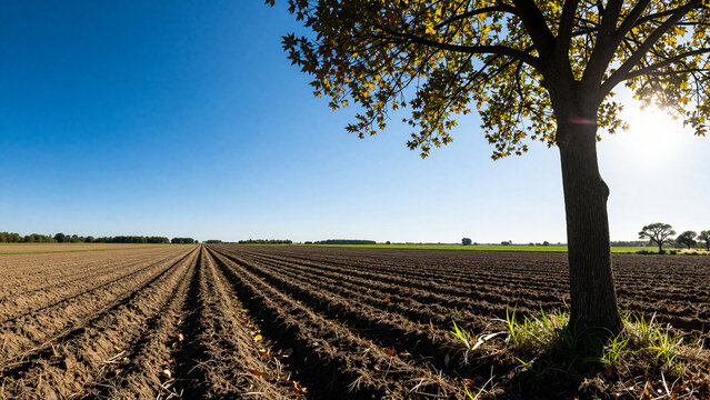 Cultivated fields under a clear blue sky, a solitary tree on the right side