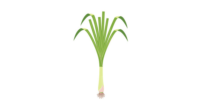 Fresh green spring onion leek scallion vegetable vector flat design illustration isolated on white background.